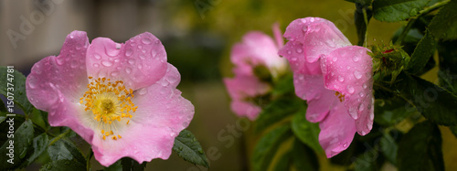 Delicate pink flowers glistening with raindrops in a serene garden setting under soft morning light