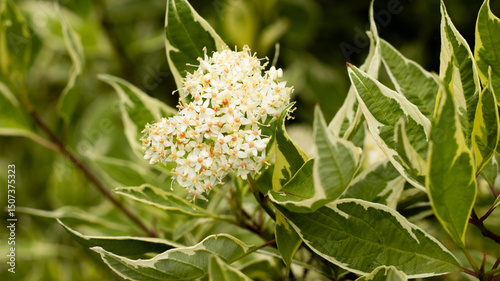 Vibrant white blossoms contrasting lush green foliage in a tranquil garden setting during the warm summer months