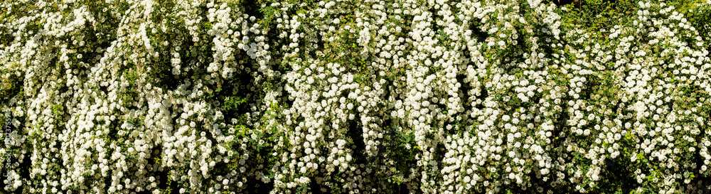 Blooming white flowers cascade from lush greenery in a vibrant garden panorama during the warm summer afternoon light Blooming white flowers cascade from lush greenery in a vibrant garden panorama during the warm summer afternoon light