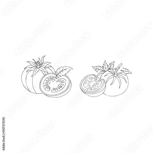 Vector art of Tomatoes with slices isolated on white background in outline style