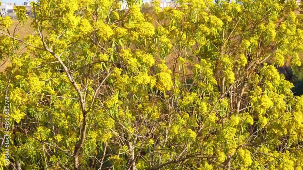 Branches of Acacia dealbated mimosa in bloom against on a spring day. Mimoza.