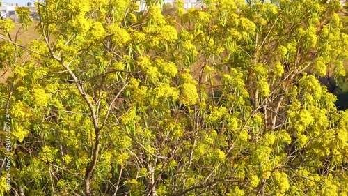 Branches of Acacia dealbated mimosa in bloom against on a spring day. Mimoza. photo