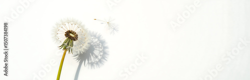 view delicate white dandelion seed head blowing away minimalist white background soft natural light subtle
