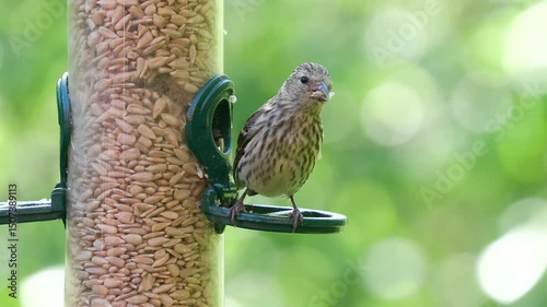tiny bird eurasian siskin on feeder watch alert Spinus spinus natural world norway