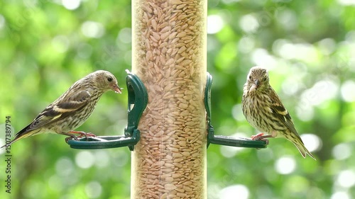 tiny bird eurasian siskin on feeder Spinus spinus natural world norway