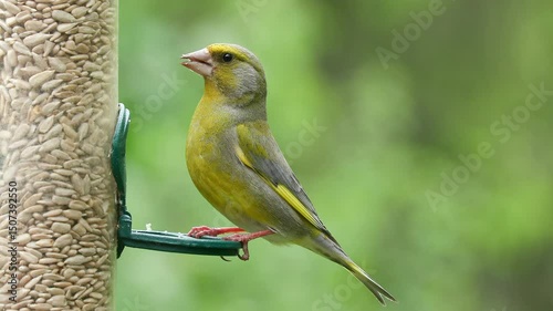 european greenfinch male bird at bird feeder fly away Chloris chloris natural world norway