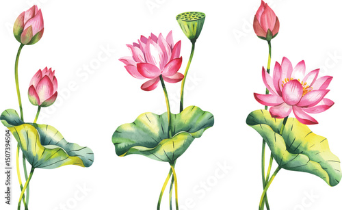 Watercolor Lotus Flower Set Hand Painted. Pink lotus flowers Illustration isolated on a white background.