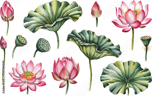 Watercolor Lotus Flower Set Hand Painted. Pink lotus flowers Illustration isolated on a white background.
