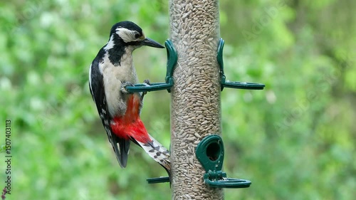 great spotted woodpecker female fly in on feeder feed zoom in Dendrocopos major natural world norway