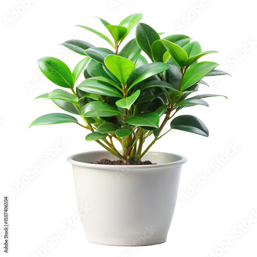 Wallpaper Mural green plant in a pot Torontodigital.ca