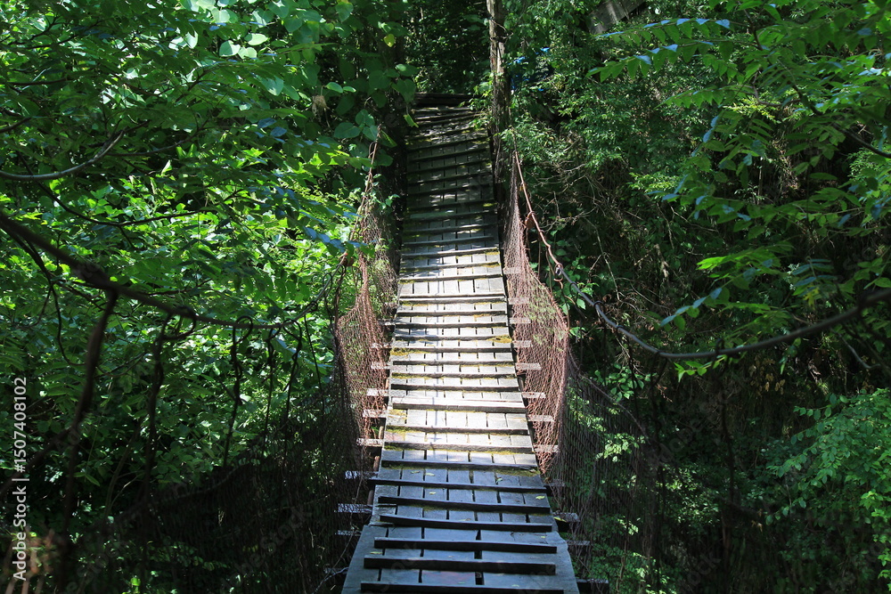 Fototapeta premium suspension bridge in green forest