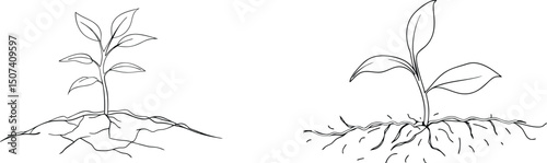 Two black and white line art illustrations of young plants with exposed roots and leaves