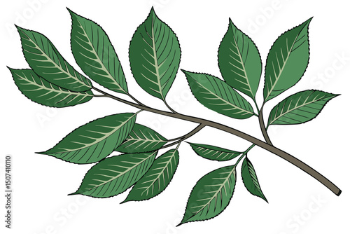 High resolution botanical illustration of a single flower