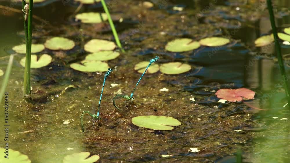 Azure Damselflies Mating in Reed (slide) Azure Damselflies Mating in Reed (slide)