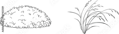 Black and white hand drawn illustration of a bush and grasses on white background