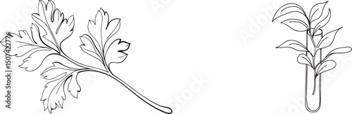 Elegant botanical line art illustration of parsley and delicate plant experiment