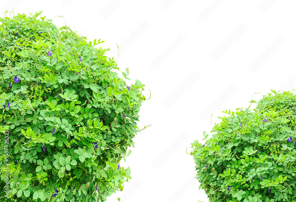 Obraz premium green grass frame isolated on white background, Tender green grass and lush moss distinctly isolated on a pristine white background