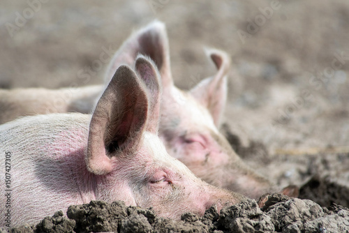 Organic pigs sleeping in the mud in Denmark during springtime. They eat, play, and enjoy life in the green landscapes and by their houses in the open air
