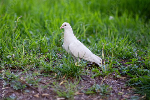 White dove standing on green grass in natural daylight
