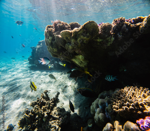 Fototapeta Naklejka Na Ścianę i Meble -  Coral reef with tropical fish and marine life in the Red Sea.