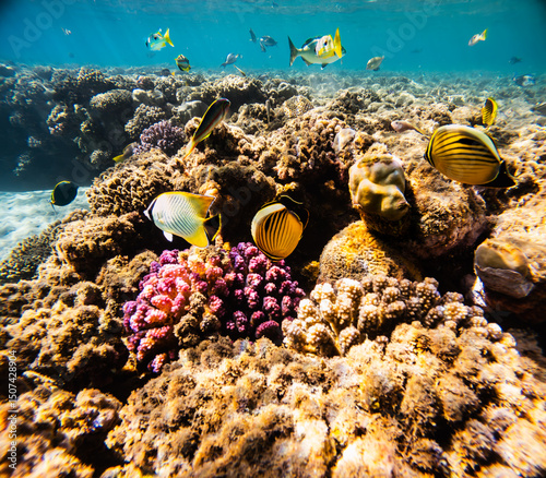 Fototapeta Naklejka Na Ścianę i Meble -  Underwater view of coral reef with fishes and corals. Tropical landscape.
