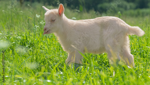 A white goat grazing in a sunny field.