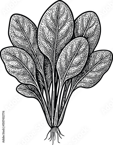 Spinach vector silhouette cricut design for T-shirt