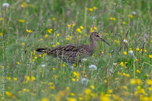 Eurasian Curlew in a summer meadow of grass with wild flowers