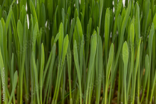 Thick growth of young green grass-like microgreens