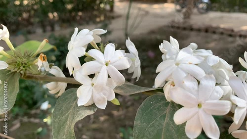 White flowers on a branch with green leaves