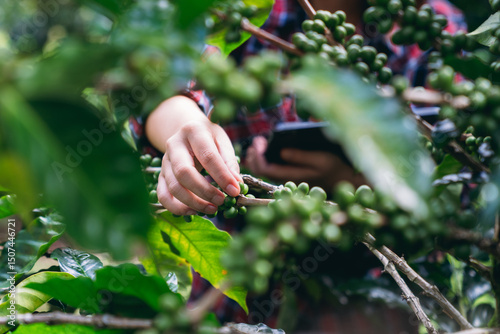 Smiling hill tribe farmer harvesting ripe arabica coffee cherries in a lush mountain plantation. Organic highland coffee farming.