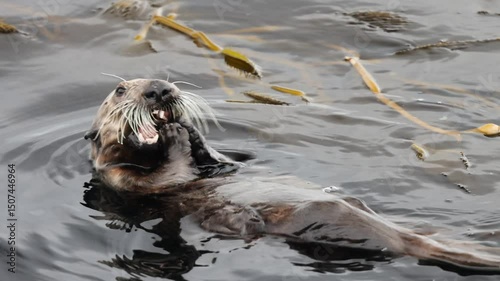 California sea otter eating shellfish