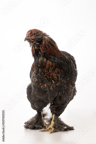 Chicken with dark plumage and feathered feet, standing on a white surface.