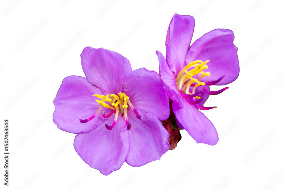 Fototapeta premium Purple crocus flowers with delicate petals bloom in spring, isolated on a white background