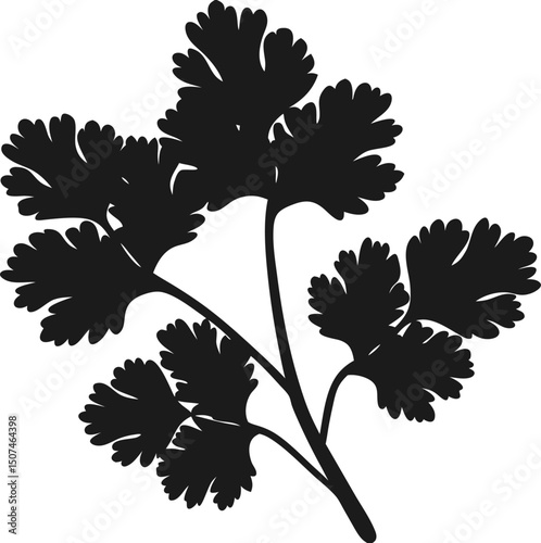 Bild auf Leinwand Silhouette of a Coriander Plant Branch Isolated on a Transparent Backdrop Featur