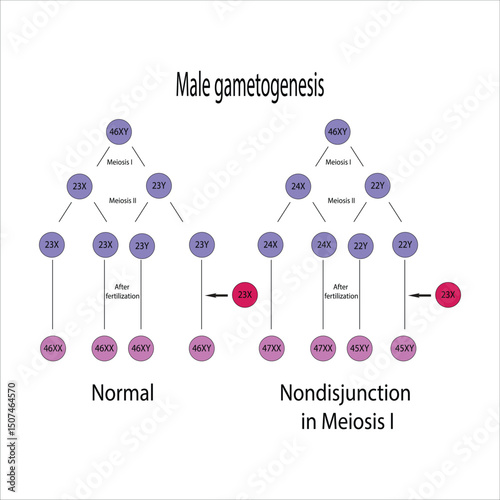 Male Gametogenesis Normal and Nondisjunction in Meiosis I