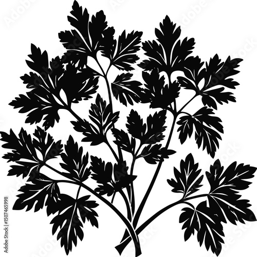 Silhouette of Fresh Parsley Sprig Culinary Herb Illustration, Vector Graphic, Black and White Clipart