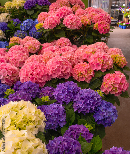 Hydrangea flowers of different shades and colors on display at a local Garden Center Store.