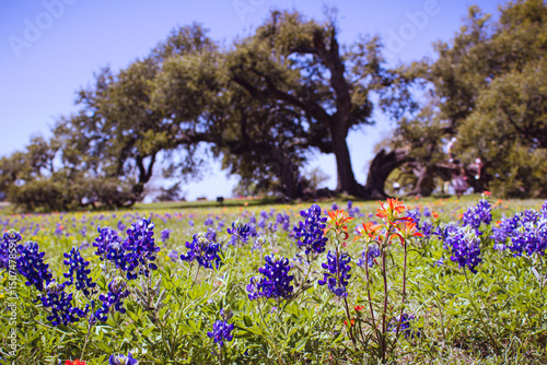bluebonnet landscape
