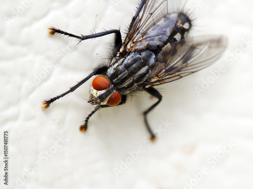 close up of a fly