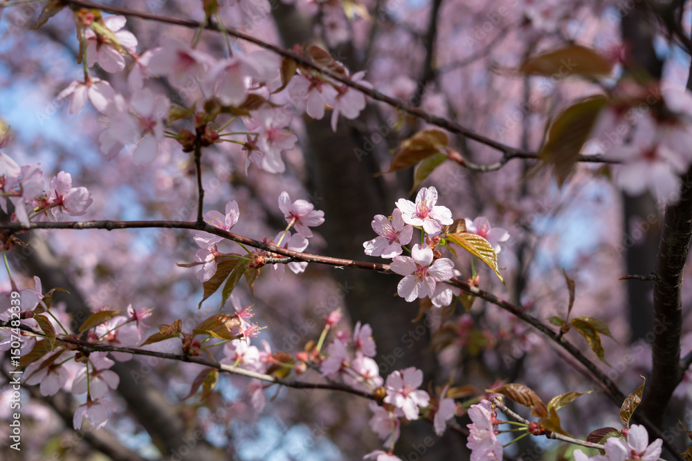 vibrant blossoms of sakura tree in springtime with soft pink petals backlit by sunlight carries a serene and tranquil atmosphere against a clear blue sky background, wonder, gentle, pure, simple vibrant blossoms of sakura tree in springtime with soft pink petals backlit by sunlight carries a serene and tranquil atmosphere against a clear blue sky background, wonder, gentle, pure, simple