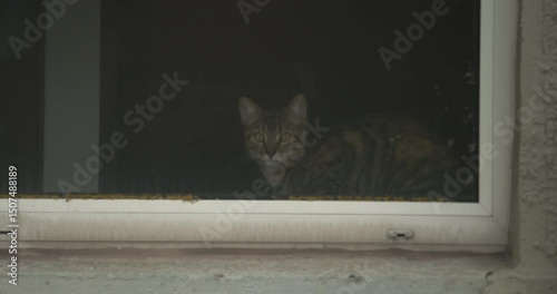 Cat stares through window at world outside