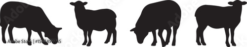 Shadowy Sheep Silhouettes: Four sheep silhouettes in a simple, clean graphic style, set against a backdrop of pure color, evoke a sense of rural life and rustic simplicity. 