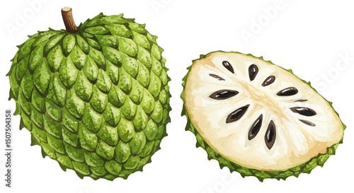 A Vibrant Watercolor Vector Illustration Showcases A Whole And Halved Soursop Fruit Rendered With Intricate Details Offering A Fresh And Appealing Aesthetic