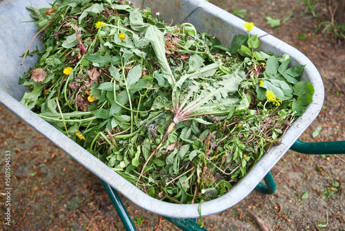 A garden wheelbarrow filled with mowed grass and weeds standing in the garden