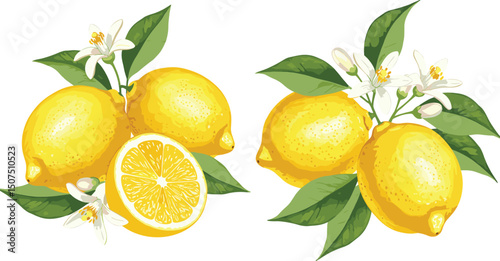 Set of juicy yellow realistic lemons and green leaves with flowers. Botanical floral isolated watercolor set in realistic style. 