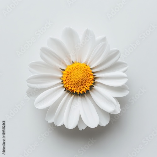 White Daisy Flower with Yellow Center on Soft Gray Background