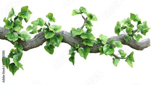 Green Ivy Vine on Branch with Realistic Leaves Against White Background