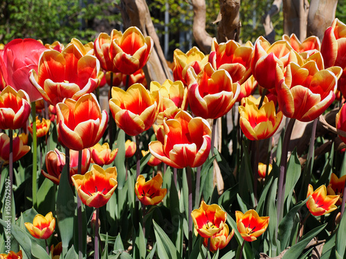 Close-up of red and yellow tulips (Tulipa)