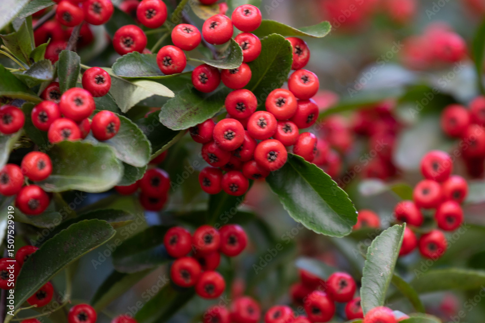 Fototapeta premium Autumn Concept, Red Winter Berries in the Park